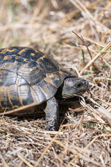 Tortoise resting on dry grass and twigs in a natural outdoor habitat.