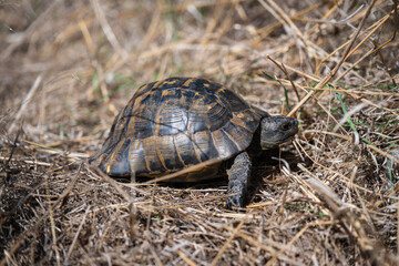 Tortoise resting on dry grass and twigs in a natural outdoor habitat.