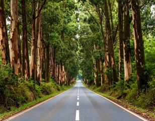 Obraz premium Straight road through green trees