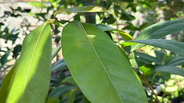 windblown leaves 