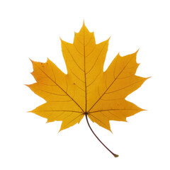 Obraz premium A single, vibrant yellow maple leaf, isolated on a transparent background, showcasing autumnal colors and intricate details. background removed