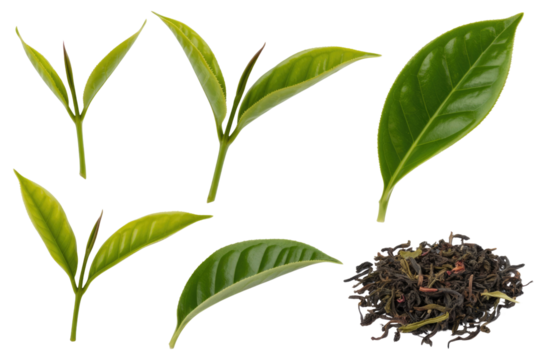 Fresh green tea leaves and dried tea leaves isolated on transparent background. background removed