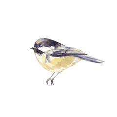 Naklejka premium Tit bird watercolor illustration hand painted in watercolor and isolated on white background.