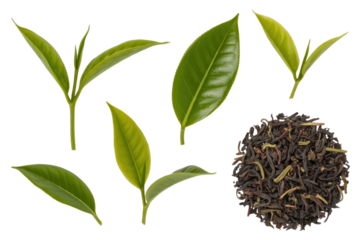 Fresh green tea leaves and dried tea leaves are shown against a transparent background. background removed