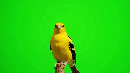 Vibrant yellow bird with black accents perched elegantly on a wooden branch, ready for nature documentaries or educational content.