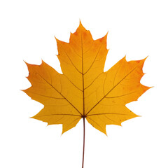 Obraz premium A single, vibrant yellow maple leaf isolated on a transparent background, showcasing its intricate vein structure. background removed
