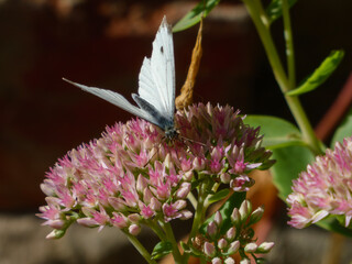 White Butterfly on a Pink Sedum Flower