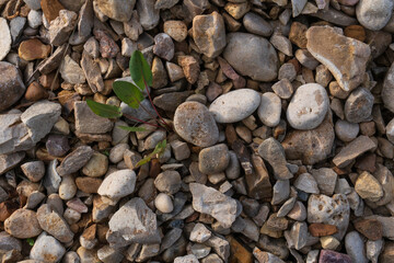A young sorrel plant grows in a pile of rubble. The stones are of various shapes and colors....