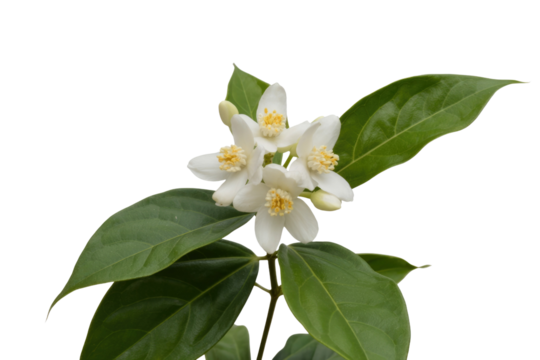 Close-up of four white flowers with yellow centers and green leaves on a branch. background removed