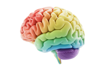 Rainbow-colored brain illustration, showcasing its intricate structure and lobes. background removed