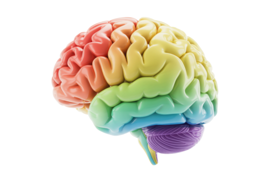 Rainbow-colored brain illustration, showcasing its intricate structure and lobes. background removed