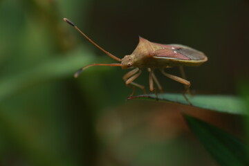 A macro photograph of Gonocerus acuteangulatus, or Box bug. Medium-sized, brownish-orange body, long antennae, hardened wings covering the abdomen, and pronotum forming sharp angles.