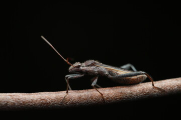 A macro photograph of Leptocorisa oratorius, commonly known as the slender rice bug, a major rice pest in Southeast Asia. It has a slender brown body, long reddish-brown antennae,