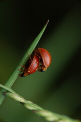 A macro photograph of two ladybird beetles (Coccinellidae) mating on a green plant stem. Ladybird beetles are beneficial insects in agriculture, naturally controlling aphids and other crop pests.