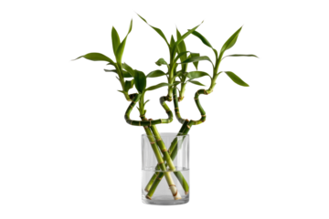 Three lucky bamboo stalks in a glass vase with water, green leaves against a transparent background. background removed