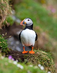 Naklejka premium A puffin perches on a grassy cliffside, its orange feet prominently displayed against the backdrop of wildflowers and green foliage.