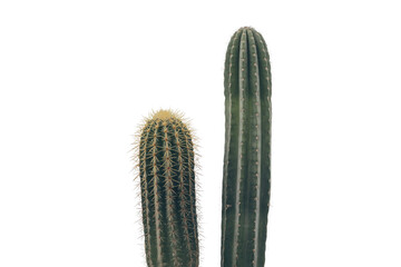 Two cacti, one tall and slender, the other shorter and rounder, stand against a transparent background. background removed