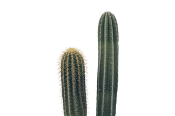 Two cacti, one tall and slender, the other shorter and rounder, stand against a transparent background. background removed
