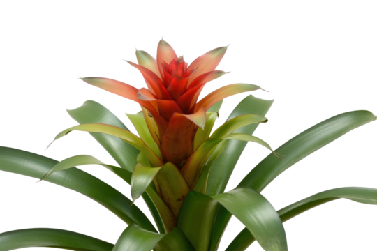 A vibrant red and green bromeliad plant, isolated on a transparent background. background removed