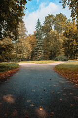Fototapeta premium A photo of two park paths diverging, leading deep into an alley. The photo creates the atmosphere of a tranquil autumn park, with fallen leaves and a variety of greenery. 