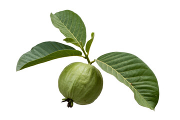 A single, unripe guava fruit hangs from a branch with vibrant green leaves. background removed