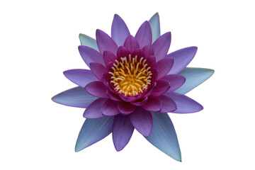 Fototapeta premium A vibrant purple water lily with yellow stamens, isolated on a transparent background. background removed
