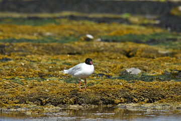 Mediterranean gull over the North Sea