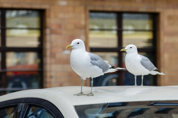 City gulls walking on the roof of a passenger car. Common gull is a common water bird in Finland. Gulls are used to people and are fearless. They try to steal goodies especially from unwary tourists.