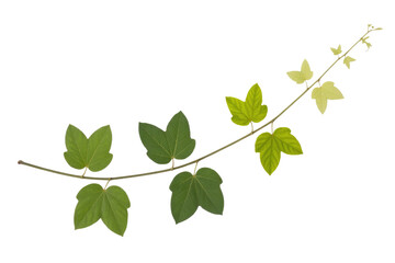 A branch with green leaves of varying shades on a dark transparent background. background removed