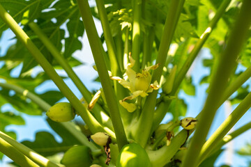 Papaya fruit tree on seychelles farm. Carica papaya ripe fruits in sunny garden, pawpaw harvest