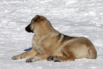 Dog resting on snowy ski slope at nice sun day