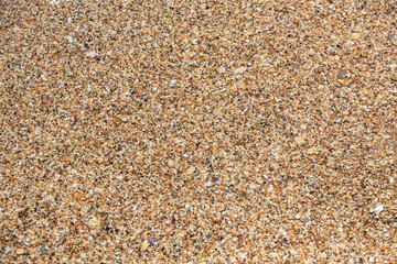 Small wet pieces of shells on the seashore.