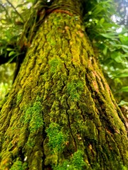 Close-up of green moss growing on tree bark, natural forest texture background, macro photography, vibrant lush greenery
