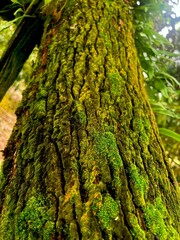 Obraz premium Close-up of green moss growing on tree bark, natural forest texture background, macro photography, vibrant lush greenery