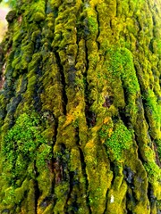 Close-up of green moss growing on tree bark, natural forest texture background, macro photography, vibrant lush greenery