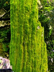 Close-up of green moss growing on tree bark, natural forest texture background, macro photography, vibrant lush greenery