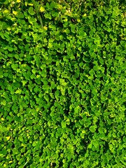 Close-up of green moss growing on tree bark, natural forest texture background, macro photography, vibrant lush greenery