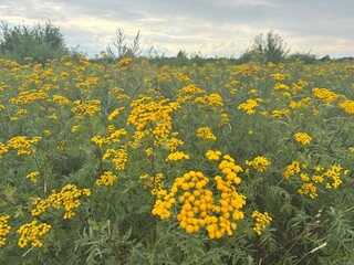 Obraz premium Tansy Tanacetum vulgare with yellow blossoms grows in a summer meadow