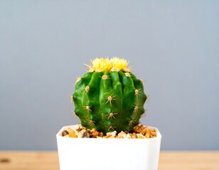 Small green cactus in white pot