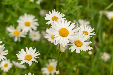 Fototapeta premium Chamomile flower field. White daisies on spring meadow, wild camomiles in english garden