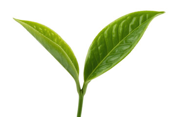 Close-up of two vibrant green tea leaves, freshly sprouted, isolated on a transparent background. background removed