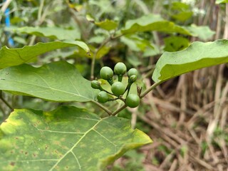 Close-up of fresh terung pipit, also known as turkey berry or pea eggplant, a small green fruit used in Asian cooking