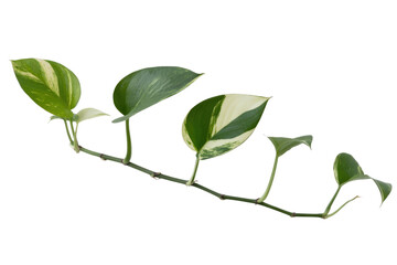 Fototapeta premium A sprig of variegated Satin Pothos with five leaves, isolated on a transparent background. background removed