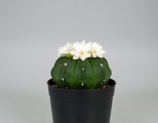 Small, round cactus with white flowers in a pot