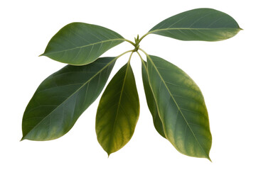 Obraz premium Five vibrant green leaves radiate from a central point, creating a lush, botanical image. background removed