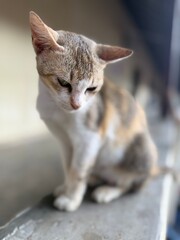 Melancholy Cat