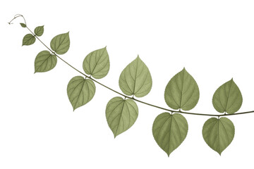 Fototapeta premium A branch with several olive-green leaves on a dark transparent background, isolated, transparent png. background removed