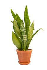 sansevieria plant in terracotta pot isolated on white background, home and office decor