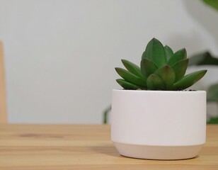 Small succulent in a white pot on a light brown table