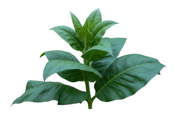 Obraz premium A vibrant green tobacco plant with large, lush leaves, isolated on a transparent background. background removed